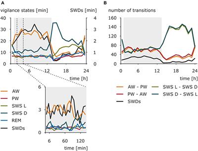 Circadian Rhythms and Epilepsy: A Suitable Case for Absence Epilepsy